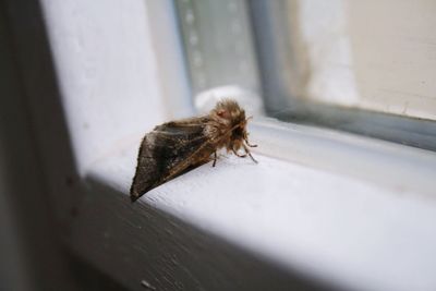 Close-up of insect on window