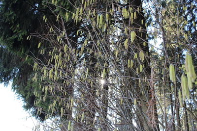 Close-up of tree branches