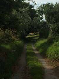 Narrow pathway along trees