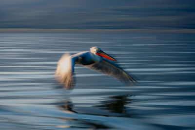 Bird flying over lake