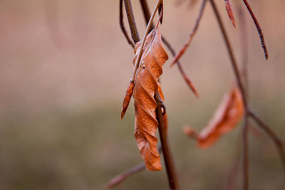 autumn