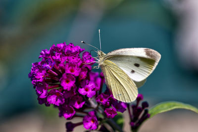 Close-up of butterfly pollinating on purple flower