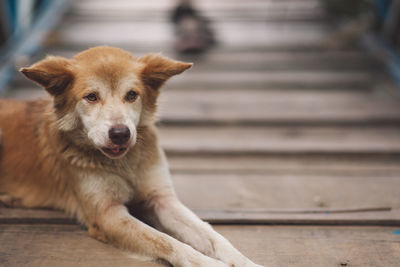 Portrait of dog sitting on floorboard