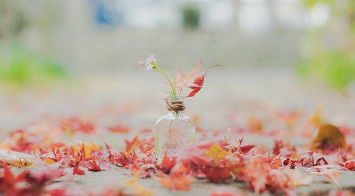 I put a flower in a small bottle on the ground of the flying maple.