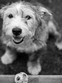 Close-up portrait of dog