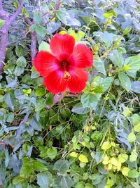 Close-up of red hibiscus blooming outdoors