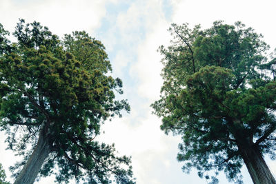 Low angle view of trees against sky