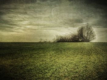 grass