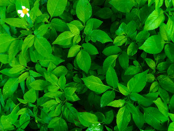 Full frame shot of green leaves