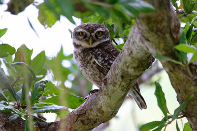 Low angle view of owl perching on tree