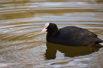 Duck swimming on lake