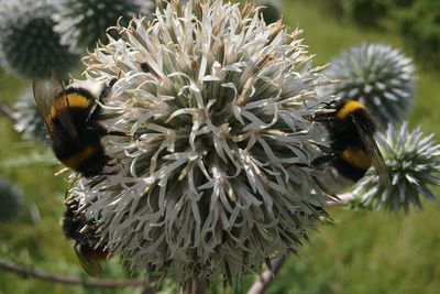 Close-up of honey bee on thistle