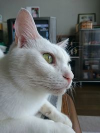 Close-up of cat leaning on sofa