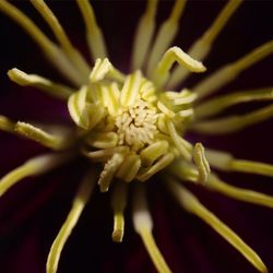 Close-up of yellow flower blooming against black background