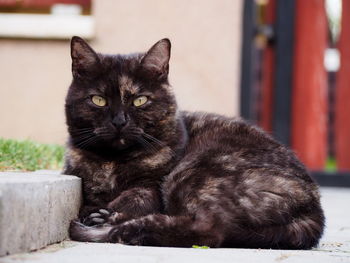 Portrait of black cat sitting outdoors