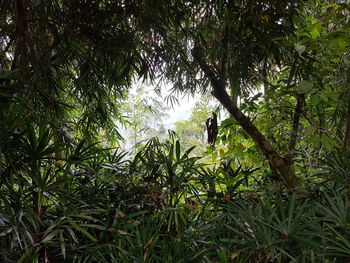 Close-up of feather amidst trees in forest
