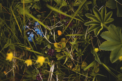 Close-up of insect on plant