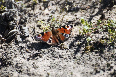 Close-up of insect