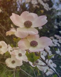 Close-up of white flowers