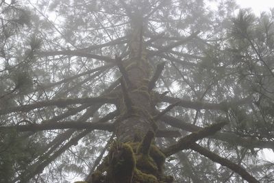 Low angle view of trees in forest against sky