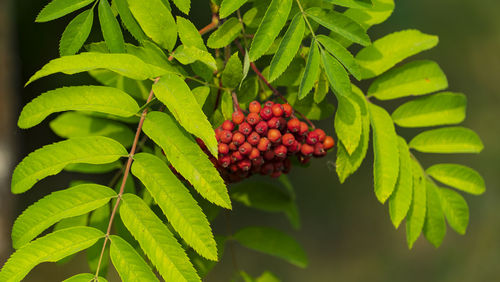 Close-up of strawberries on tree