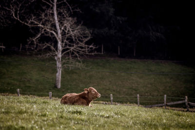 Calf lying in a field