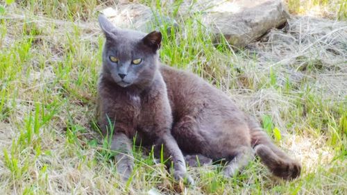 Cat sitting on grass in field