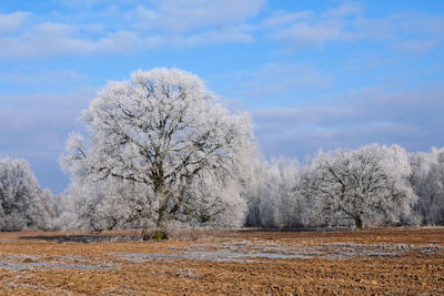 Snow covered trees against sky