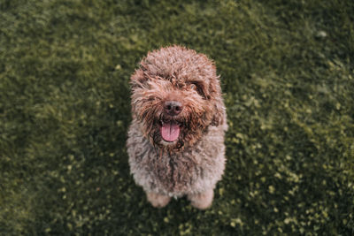 High angle portrait of a dog on grass