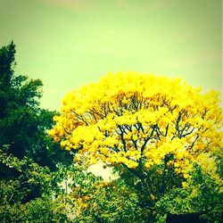 Low angle view of flowers