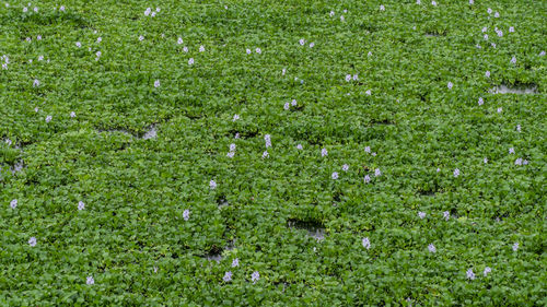 Full frame shot of fresh green grass in field