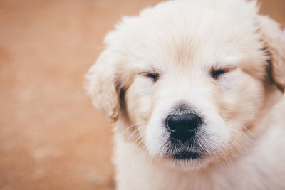 Close-up of golden retriever with eyes closed