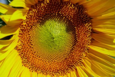 Close-up of sunflower