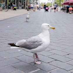 Seagull on footpath