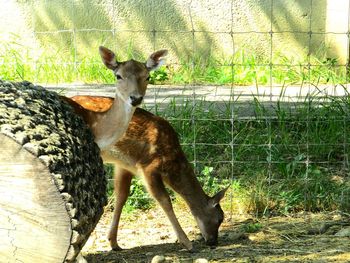 Deer standing by grass