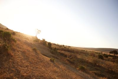 Scenic view of field against clear sky