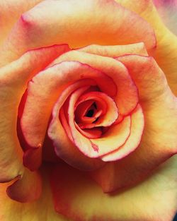 Close-up of rose