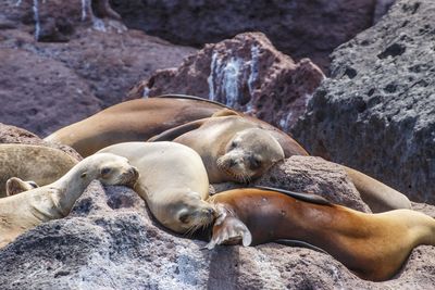 Sea lions napping on rocks lazily 