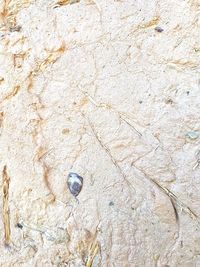Close-up of lizard