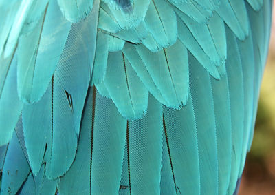 Blue parrot feathers. background