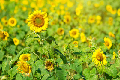 Close-up of yellow sunflowers blooming on field