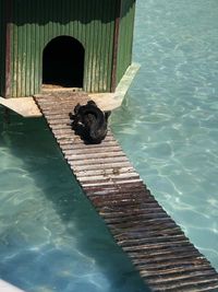 Dog relaxing in swimming pool