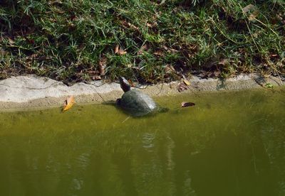 Ducks swimming on lake