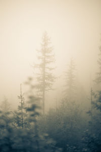 Trees on snow covered land against sky