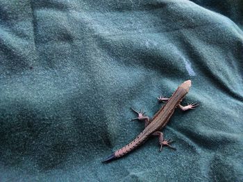 Close-up of lizard