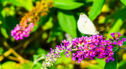 Close-up of butterfly on purple flowering plant