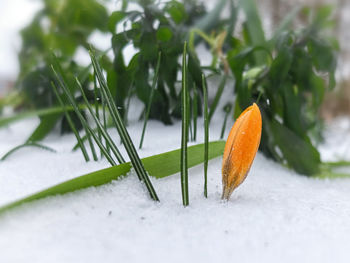 Close-up of fresh green leaves during winter
