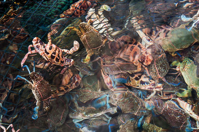 High angle view of crabs