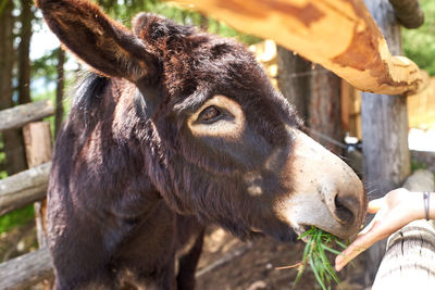 Close-up of a horse