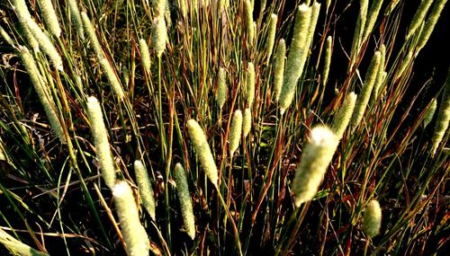 Close-up of crops growing on field